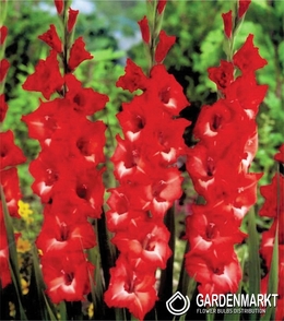 Gladiolus-Mieczyk Belladonna 5 szt.