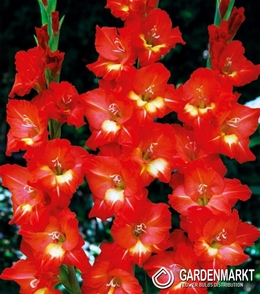 Gladiolus-Mieczyk Nikita 5 szt.