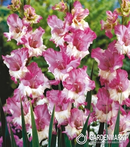 Gladiolus-Mieczyk Maggie 5 szt.