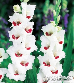 Gladiolus-Mieczyk Fiorentina 5 szt.