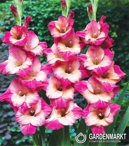 Gladiolus-Mieczyk Ted's Favourite 5 szt.