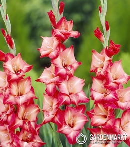Gladiolus-Mieczyk Antica 5 szt.