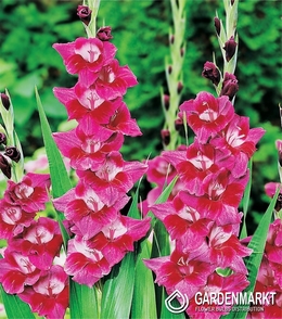 Gladiolus-Mieczyk Velvet Eyes 5 szt.