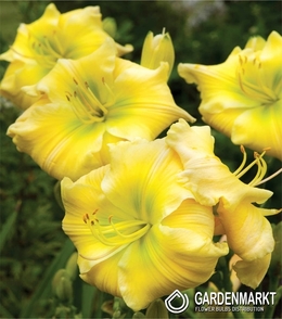 Hemerocallis-Liliowiec Tequila and Lime 1 szt.