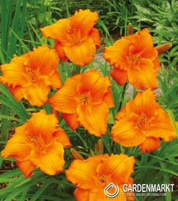 Hemerocallis-Liliowiec My Reggae Tiger 1 szt.