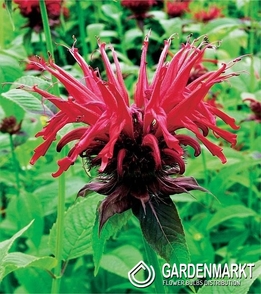 Monarda - Pysznogłówka Cambridge Scarlet 1 szt.