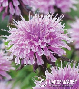 Monarda - Pysznogłówka Croftway Pink 1 szt.
