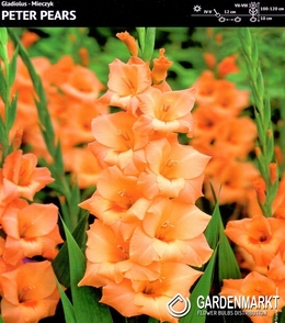 Gladiolus-Mieczyk Wielkokwiatowy Peter Pears 5 szt.