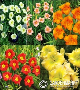 Zestaw Hemerocallis-Liliowiec Karłowaty 4 I wybór