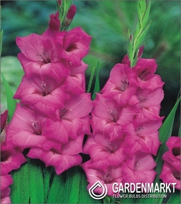 Gladiolus-Mieczyk Fidelio 5 szt.
