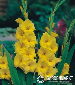 Gladiolus-Mieczyk Wielkokwiatowy Jacksonville Gold 5 szt.