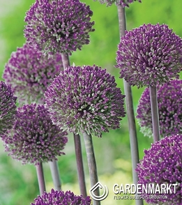 Allium - Czosnek Summer Drummer 1 szt.
