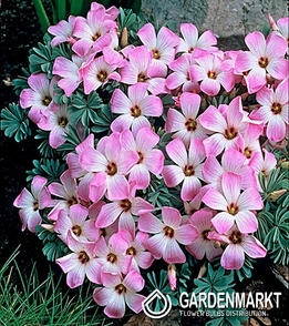 Oxalis - Szczawik Chilijski Adenophylla 5 szt.