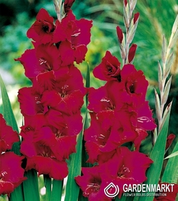 Gladiolus-Mieczyk Wielkokwiatowy Plum Tart 5 szt.