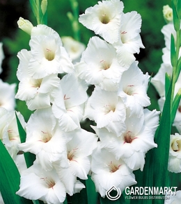 Gladiolus-Mieczyk Wielkokwiatowy White Prosperity 5 szt.