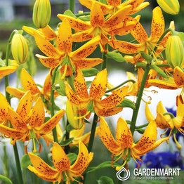 Lilia Martagon Guinea Gold 1 szt.