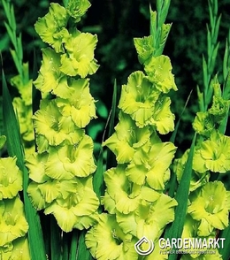 Gladiolus-Mieczyk Wielkokwiatowy Green Star 5 szt.