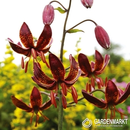 Lilia Martagon Maroon King 1 szt.