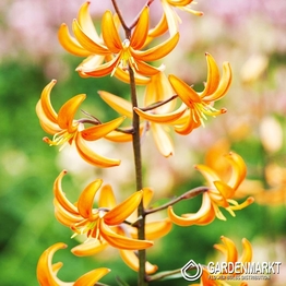 Lilia Martagon Orange Marmelade 1 szt.