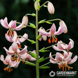 Lilia Martagon Pink Morning 1 szt.