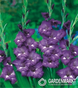 Gladiolus-Mieczyk Wielkokwiatowy Blue Isle 5 szt.