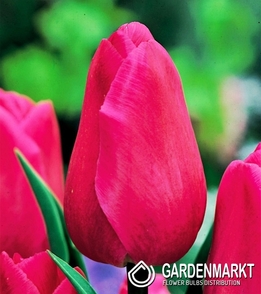 Tulipan Dla Kolekcjonera Barcelona 5 szt.