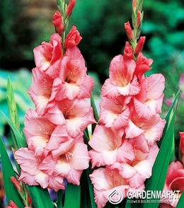 Gladiolus-Mieczyk Wielkokwiatowy Spic and Span 5 szt.