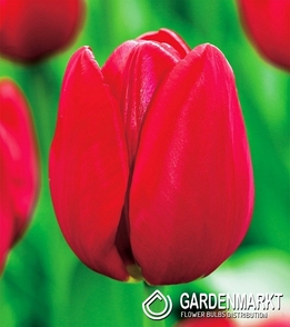 Tulipan Dla Kolekcjonera Warszawa 5 szt.