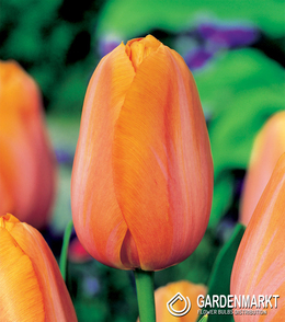 Tulipan Triumph Dordogne 5 szt.