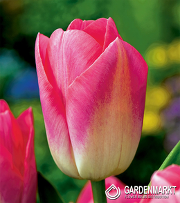 Tulipan Triumph Dynasty 5 szt.