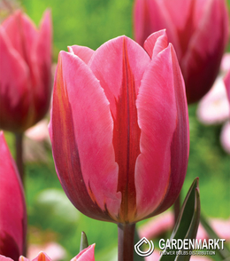 Tulipan Triumph Dwukolorowy Pretty Princess 5 szt.