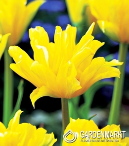 Tulipan Ekskluzywny Yellow Spider 5 szt.