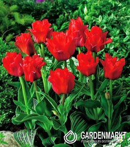 Tulipan Ekskluzywny Double Red Riding Hood 5 szt.