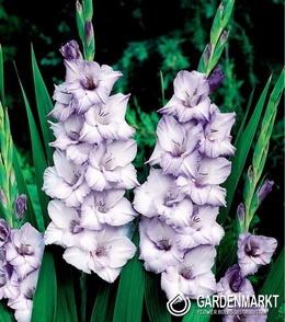 Gladiolus-Mieczyk Wielkokwiatowy Blue Tropic 5 szt.