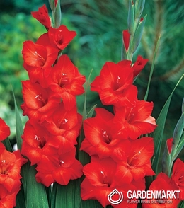 Gladiolus-Mieczyk Wielkokwiatowy Mascagni 5 szt.