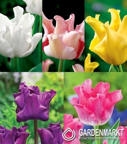Zestaw Tulipan Ekskluzywny 1