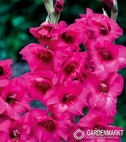 Gladiolus-Mieczyk Wielkokwiatowy Kazimir 5 szt.