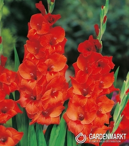 Gladiolus-Mieczyk Wielkokwiatowy Wig s Sensation 5 szt.