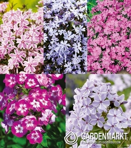 Zestaw Phlox-Płomyk Wiechowaty 3 I wybór
