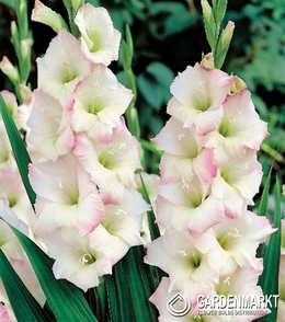 Gladiolus-Mieczyk Wielkokwiatowy Cream Perfection 5 szt.