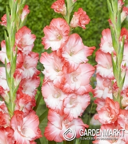 Gladiolus-Mieczyk Wielkokwiatowy Pink Lady 5 szt.