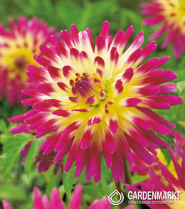 Dalia Kaktusowa Tahiti Sunrise 1 szt.