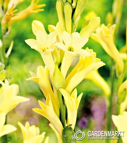 Polianthes Tuberosa - Tuberoza Yellow Baby 1 szt.