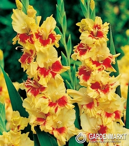 Gladiolus-Mieczyk Wielkokwiatowy Yester 5 szt.