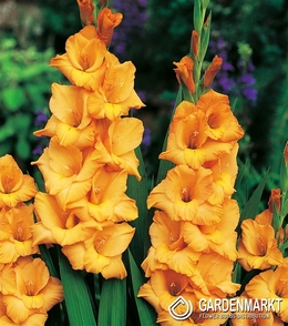 Gladiolus - Mieczyk Ovatie 5 szt.