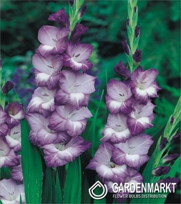 Gladiolus-Mieczyk Wielkokwiatowy Hidden Treasure 5 szt.