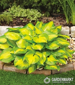 Hosta - Funkia Banana Bay 1 szt.