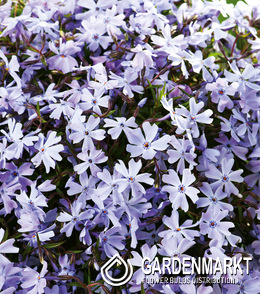 Phlox - Płomyk Emerald Blue 1 szt.