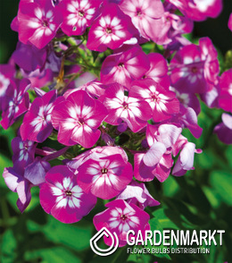 Phlox - Płomyk Sweet Summer Fantasy 1 szt.