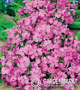 Phlox - Płomyk Daniels Cushion 1 szt.